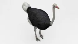 Ostrich 3D model