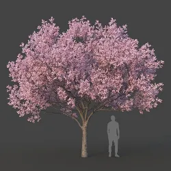 Sakura Tree 3D model