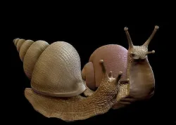 Snail set two snails 3D print model