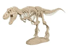 T Rex Skeleton for 3D Printer 3D print model