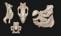 White Rhinoceros Skull - CNC and 3D print model