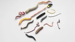 Worms Set 3D model