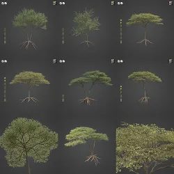 2021 PBR Umbrella Acacia Collection - Acacia Tortilis  3D model
