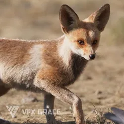 Arabian Red Fox Animation - VFX Grace 3D model