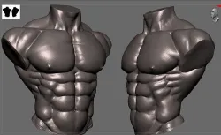 Body Builder Torso 3D model