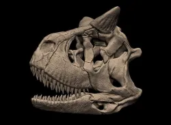 Carnotaurus Skull 3D Print Nodel 3D print model