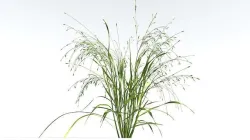 EVERYPlant Cheatgrass 4 --18 Models-- 3D model