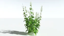 EVERYPlant Wood Sage 2 --14 Models-- 3D model