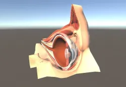 Eyeball Cross Section Low-poly 3D model