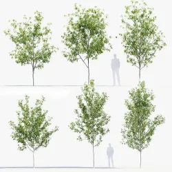Fraxinus excelsior  Common ash 3D model