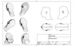Human Skull meshing