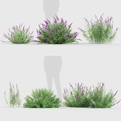 Mexican Bush Sage Salvia leucantha 3D model