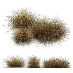 Plants Carex Testacea Orange Sedge Grass Prairie Fire 3D model