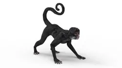 Spider Monkey 3D model