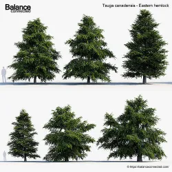 Tsuga canadensis Eastern hemlock 3D model