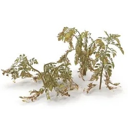 Withered potato tuber Low-poly 3D model