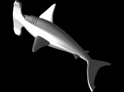 Hammerhead Shark Model - STL