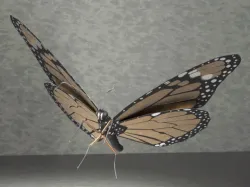 Monarch butterfly