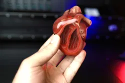 The best fully colored 3D heart ever printed