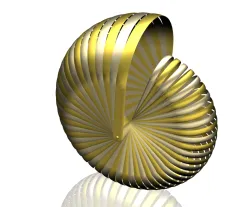 Gastropod Shell