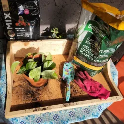 Potting Tray