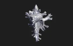 Seashell-3D Scanned by Revopoint MIRACO 3D Scanner
