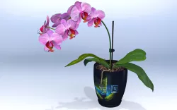 Phalaenopsis  Flower®2018