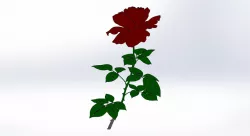 Red rose / crvena ruža / flower