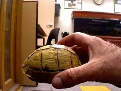 Turtle Shell