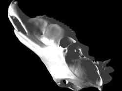 cranio Cavalo, horse skull. equus
