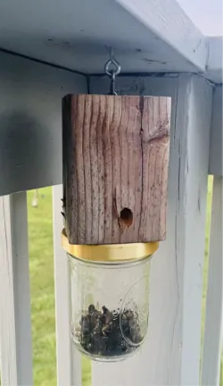 Mason Jar Carpenter Bee Trap Adapter