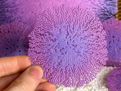 Radial Mycelium 