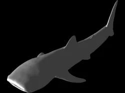 Whale Shark Model