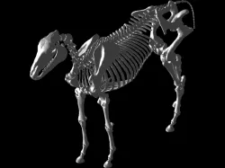 Horse Skeleton
