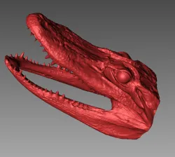 Aligator Head