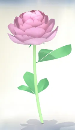 Peony flower