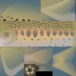 3d fish