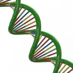 DNA 3D Model