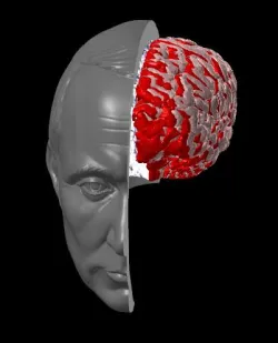 human brain