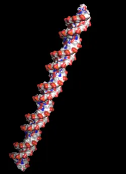 DNA, B-form, double-stranded, 50 base pairs