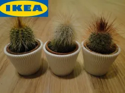 Ikea cactus tile
