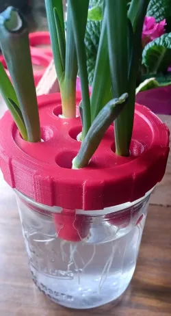 Mason Wide Mouth Green Onion Grower (stp included)