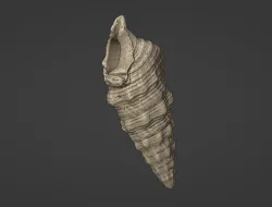 Seashell 3D Scan