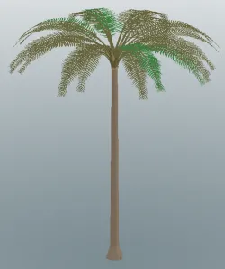 Palm Tree