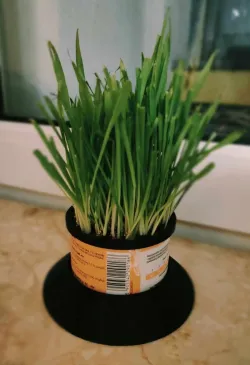Cat grass planter