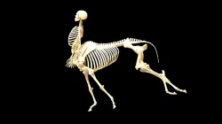 Centaur skeleton, half horse, half man.