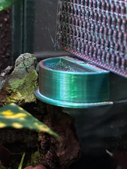 Jumping_Spider_Water_Dish