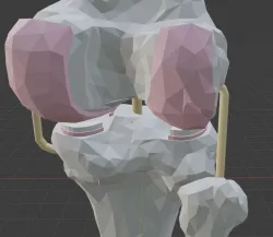 Knee joint model
