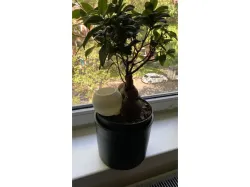 Water feeder for plants