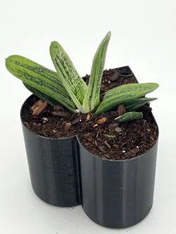 Valentines Heart Shaped Self Watering Planter